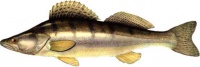 zander